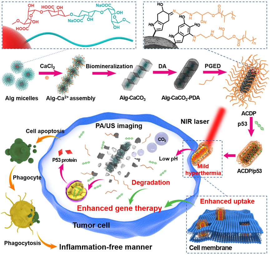 生物矿化法合成碳酸钙杂化纳米颗粒用于温和光热增强的基因治疗