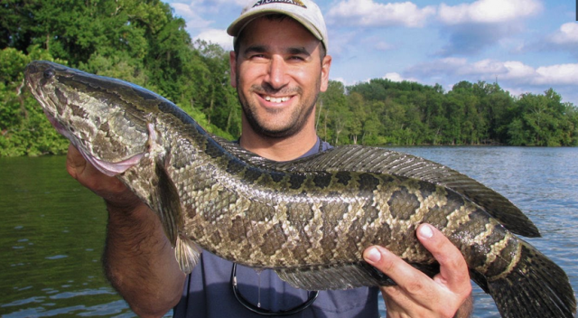 乌鳢还能在陆地上滑行,迁移到其他水域寻找食物,可以离水生活3天