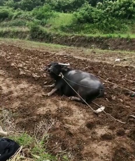 河南一女子帮爸爸犁地被牛轻视,爸爸过来后一个举动让牛"秒怂"