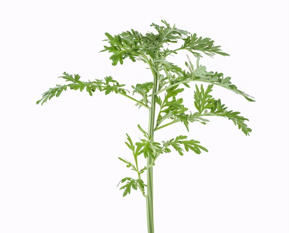 安神助眠暖宫散寒一株草药煮水洗头坚持一阵子收获好处