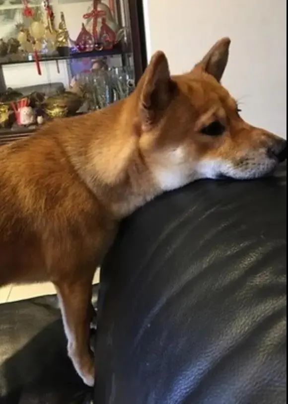 高冷柴一反常态亲近陌生人:它救了一条命!