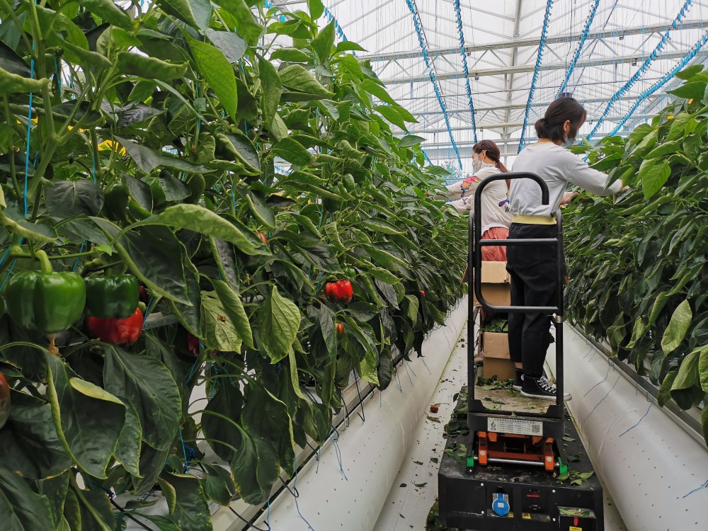 玻璃房里的空中菜园