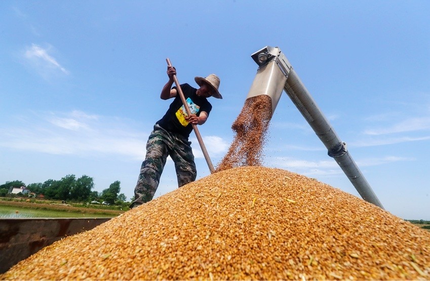 中原粮仓丰收忙