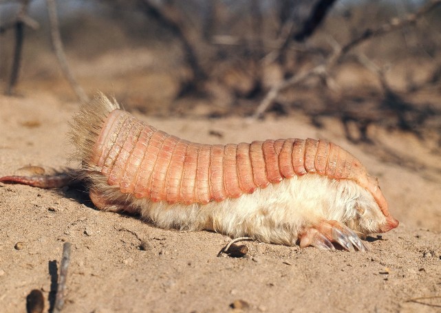 能捏在手心里的粉嫩倭犰狳好像只皮皮虾啊被人捉到活不过8天
