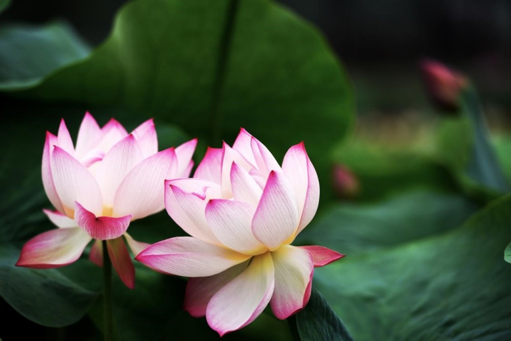 第35届全国荷花展暨2021年南京六合池杉湖文化旅游节7月启幕