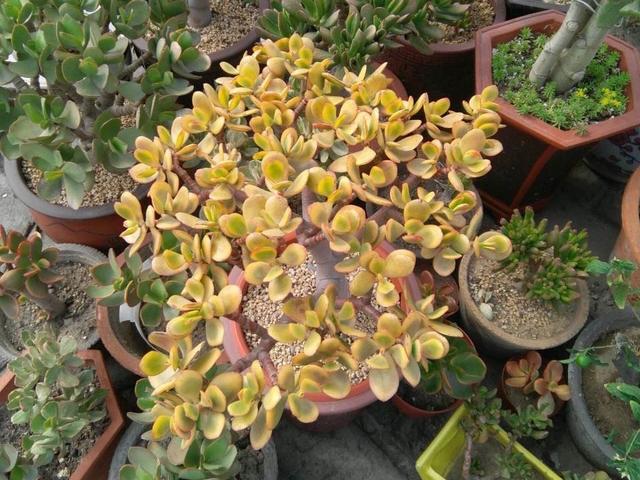 2种天生带锦的大型多肉,都能养成精致的造型桩,室内养也可以