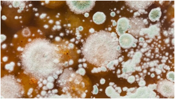 当地时间5月27日,印度首次发现了一例曲霉菌病(又称"银耳病"),患者的