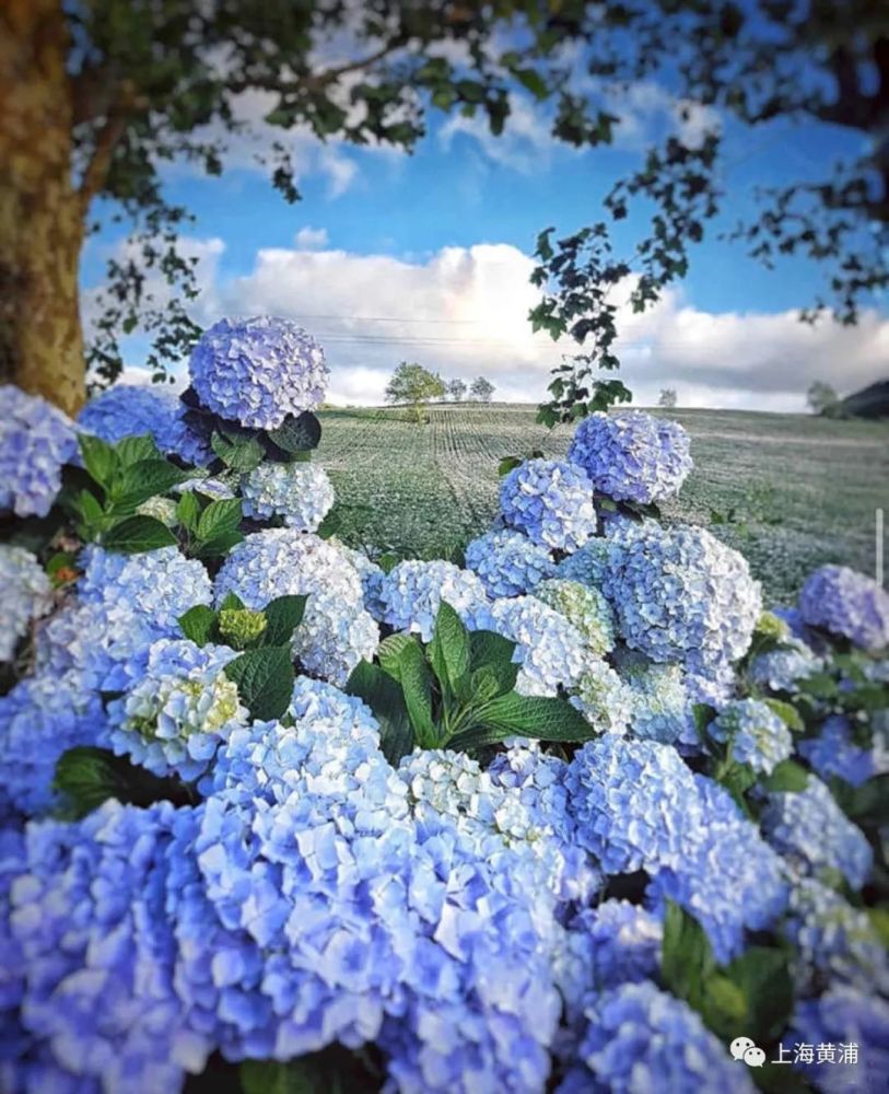 国外绣球花海小编友情提醒,家里有宠物猫的话,要小心猫咪误食绣球花它