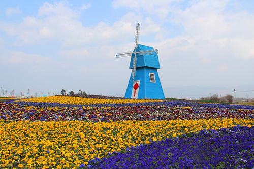 不过大理没有上关花,却还有位于银桥的千亩花海,这片名叫"云海芳草"的