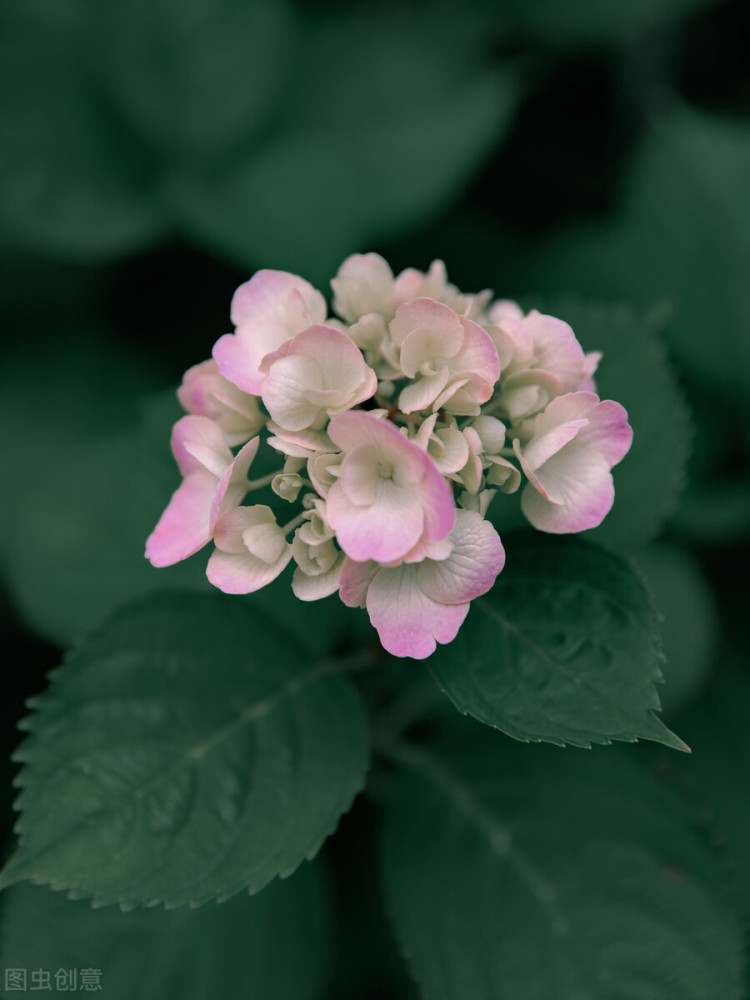 六月 半夏彼岸 似水流年 愿你岁月无波澜 余生不悲欢 腾讯新闻