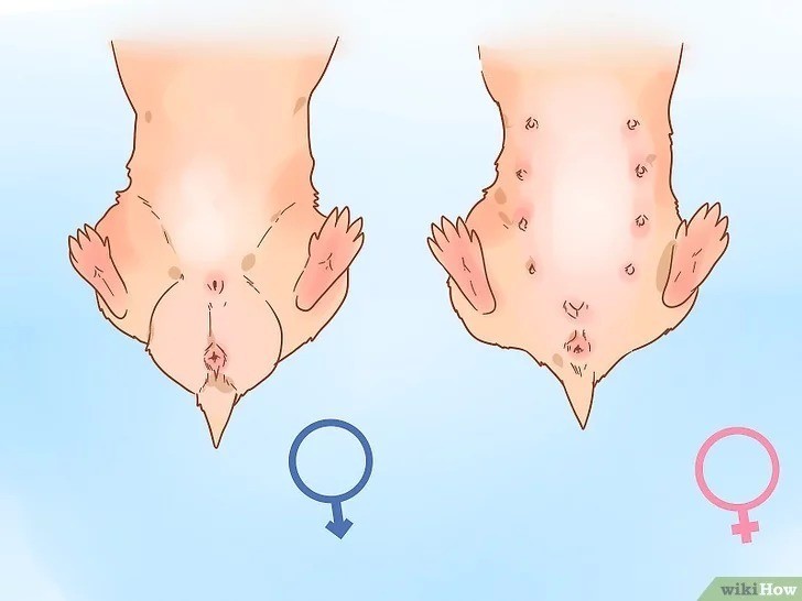 不要给自己的宠物改错名如何判断仓鼠的性别