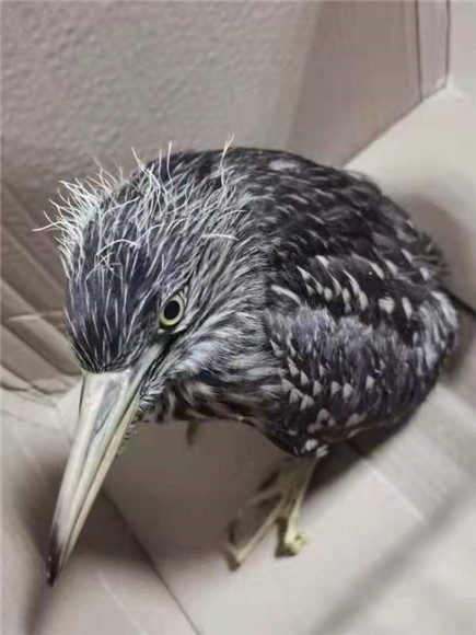 重庆沙坪坝闹市区出现怪鸟原来是三有保护动物夜鹭