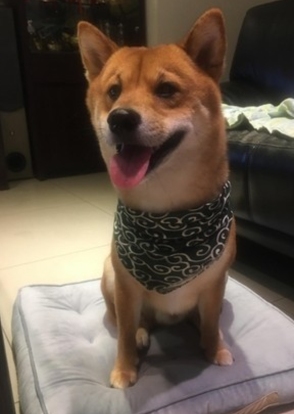 柴柴一反常态去亲近陌生人,主人后来才知道,它是在阻止邻居轻生!