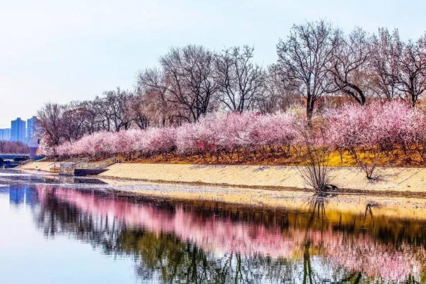 桃花堤公園的位置並不偏僻,來這裡有很多公交車直達,周圍也有非常多的