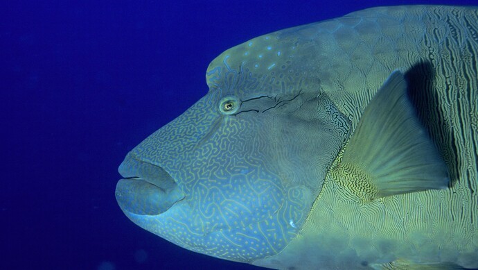 苏眉鱼求偶秘诀被破解了