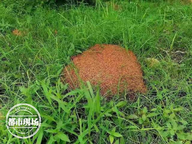 南昌路边突然出现近30个红火蚁的窝专家咬伤后很严重
