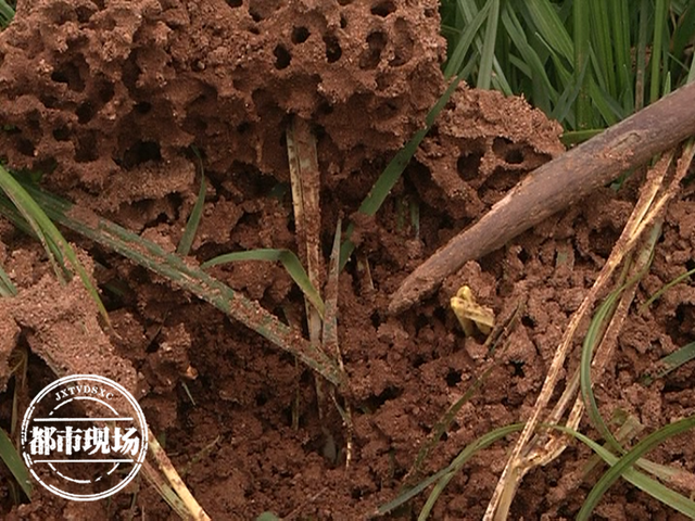南昌:路边突然出现近30个红火蚁的窝!专家:咬伤后很严重_腾讯新闻