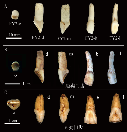 争鸣：人牙还是鹿牙？中国南方古人类论文引发笔战_腾讯新闻