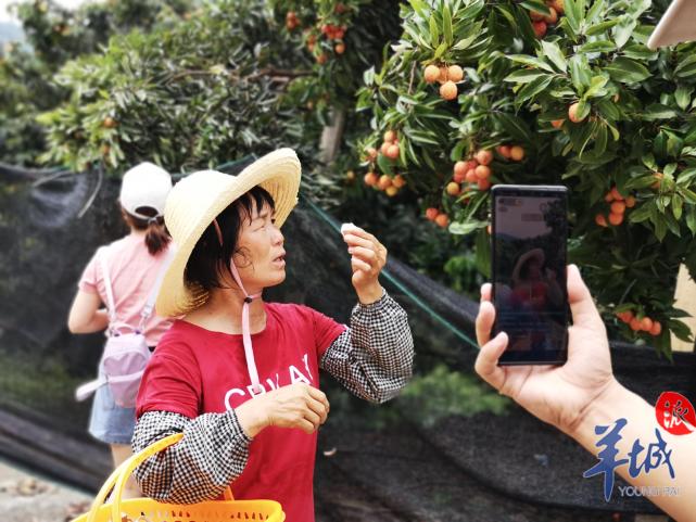 东莞荔枝园红果飘香市民打卡休闲采摘点采食头啖荔