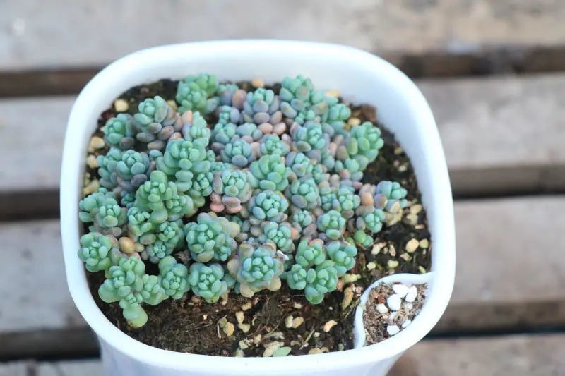 大姬星美人景天科景天科景天属多肉植物容易爆盆的品种便宜又好养