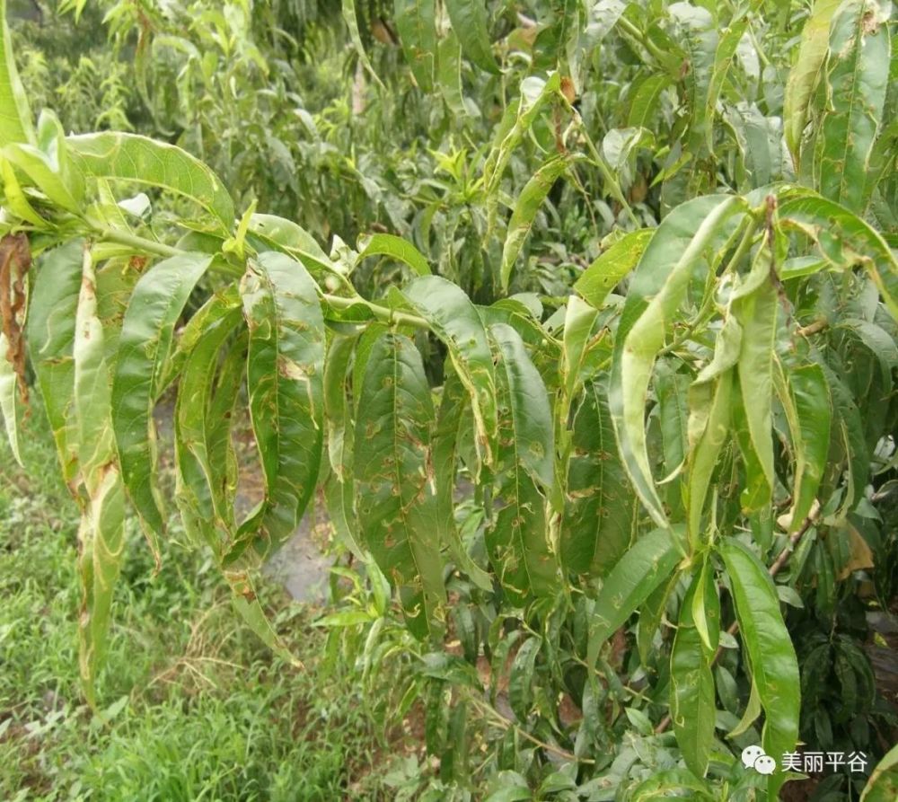 影像平谷桃潛葉蛾的發生特點及防治