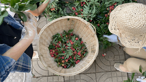 北海这个校园里的荔枝,全校师生免费吃!别人家的学校又开始发荔枝了!