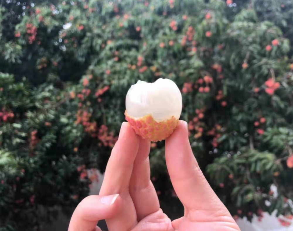 北海这个校园里的荔枝全校师生免费吃别人家的学校又开始发荔枝了