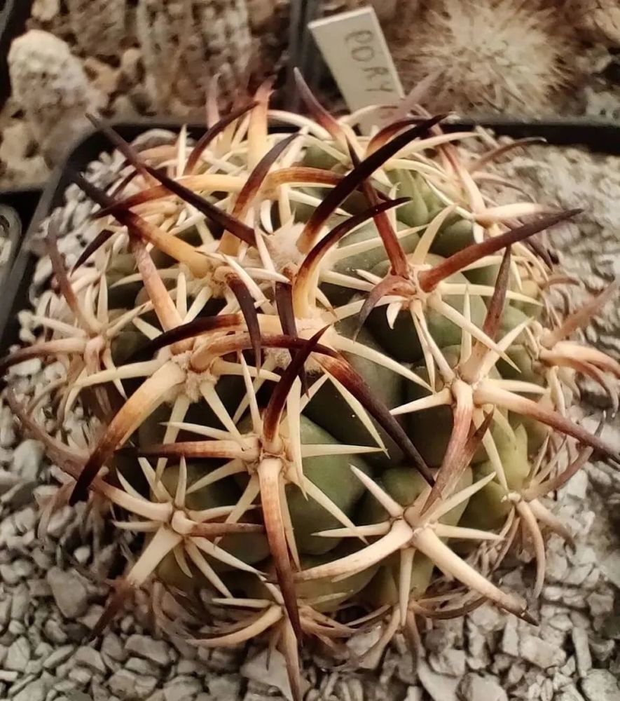 ihotzkyanae天平丸echinocactus horizonthalonius瘤玉属鹤巢thelo