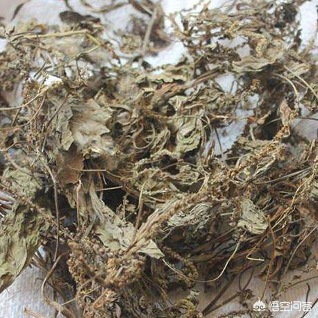 车前草对痛风有什么作用?