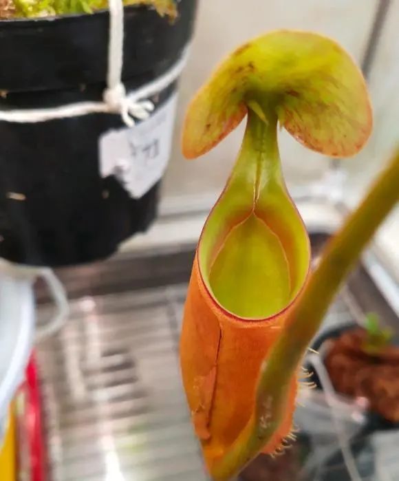 猪笼草怎么养买回家就黄叶用水苔栽培别晒太阳很好养