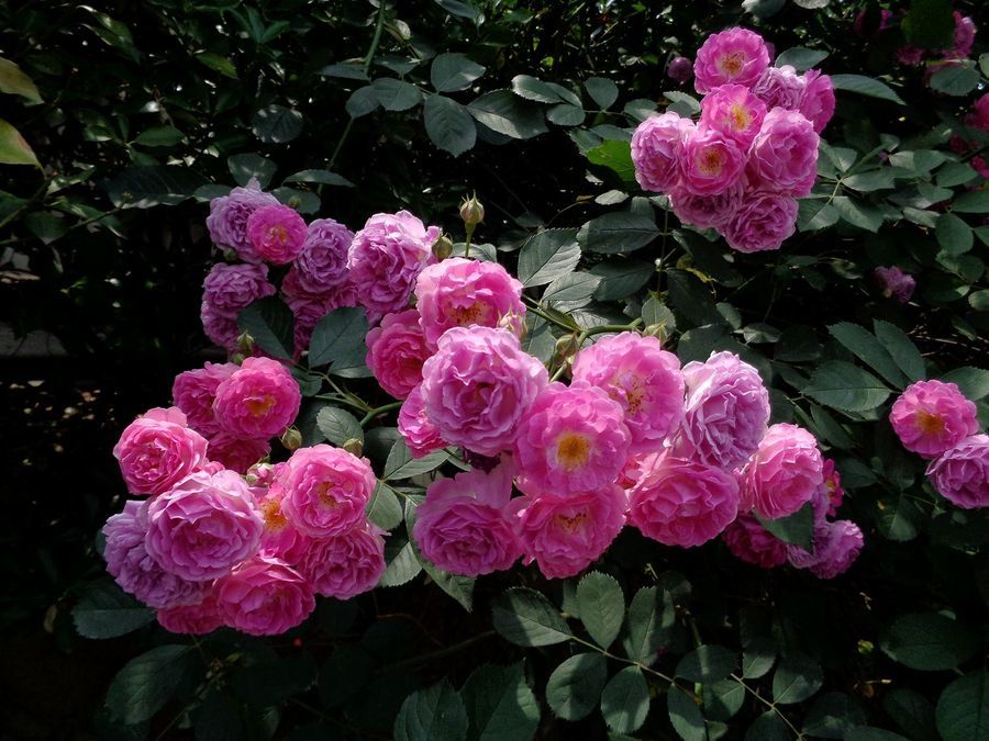 3,大叶蔷薇大叶蔷薇它生长在海拔比较高的地区,所以生命力也极其顽强