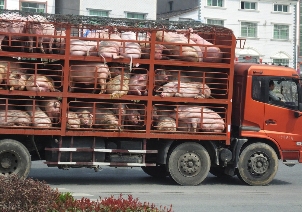 猪价再迎大面积飘绿,6月猪价还要降?6月1日全国猪价