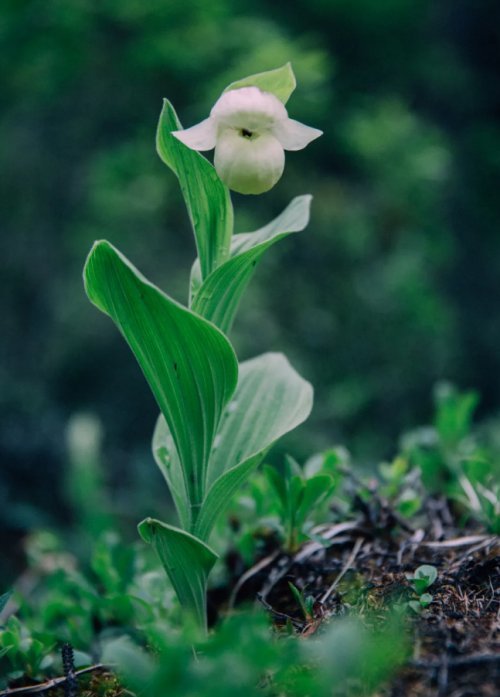 高山兰花节将如期而至 花开待人来 你准备好了吗