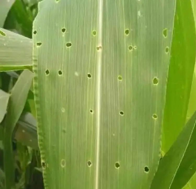 植保玉米螟识别及防控要点这个药防治蛴螬金针虫等地下害虫比辛硫磷高