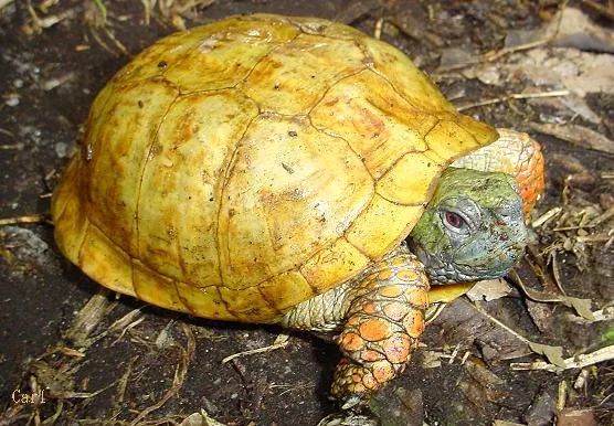 箱龟全面被禁对中国市场会产生何种影响