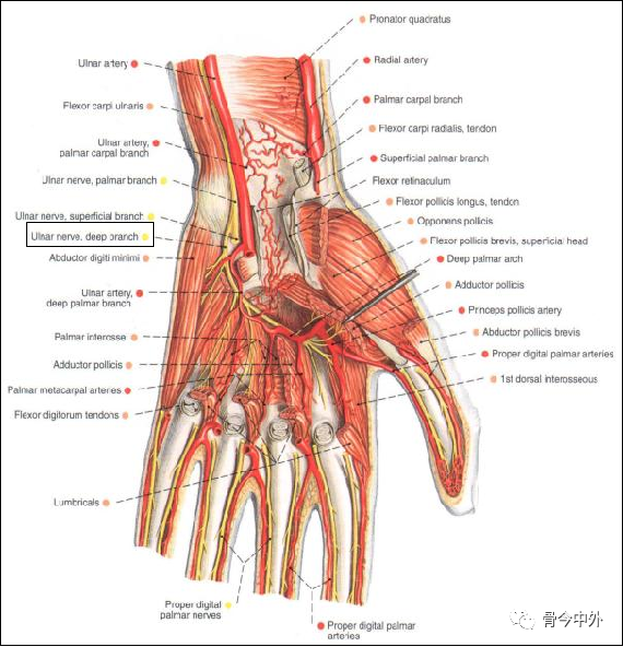 尺神經深支:伴掌深弓,分支至小魚際肌,骨間肌第3-4蚓狀肌和拇收肌,在