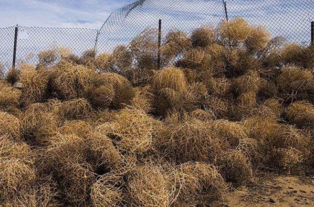 美国人眼里的 灾难草 竟是我国古人饭桌上的常客 难活过童年 腾讯新闻