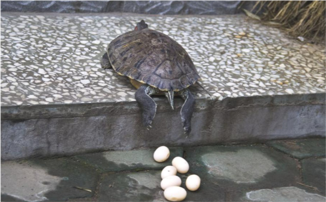 绍兴一河道内乌龟叠罗汉一块石头上有七八只网友快捞光