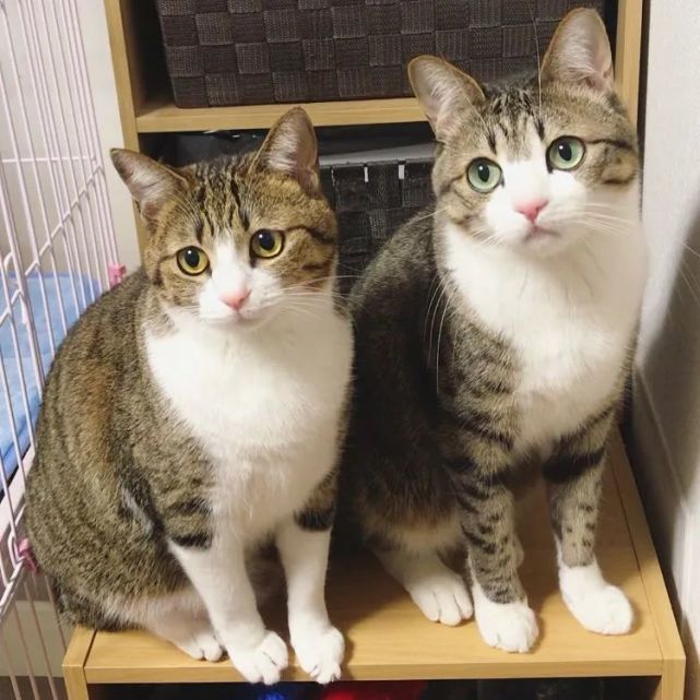 猫趣养两只一模一样的猫咪铲屎官会是啥感受