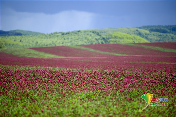 匈牙利绛三叶草盛开 宛如红色鲜花地毯美如画卷