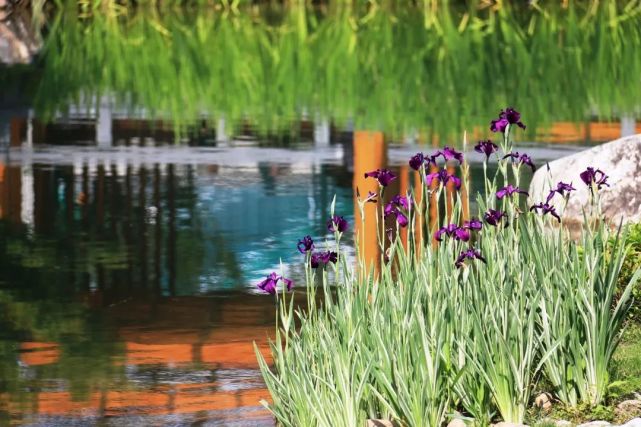 初夏的彭浦四季公园 太美了 腾讯新闻