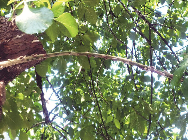 树上爬满虫树下黏糊糊