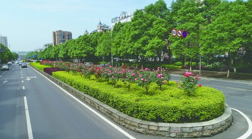 去年底,我市园林绿化中心在益阳大道东,资阳大道,十洲路等多条道路的