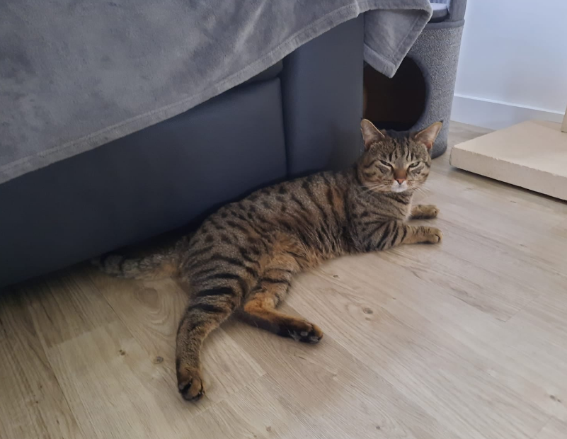 小猫被咬身亡 猫妈为救三小猫 鸠占鹊巢 藏树上 鸟窝当猫窝 腾讯新闻