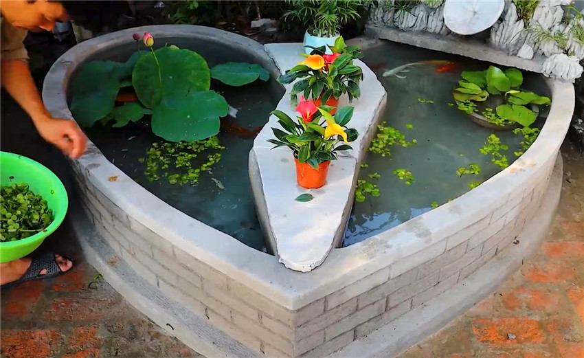 的花草植物,并盖上过滤区,一个十分漂亮的砖砌鱼池就呈现在了人们眼前