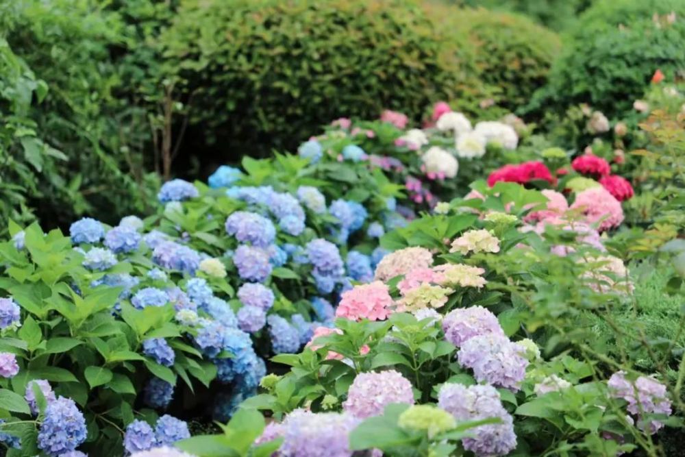 美炸了这片空中的绣球花海惊艳到你了吗