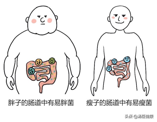 研究發現,胖子和瘦子的腸道菌群組成是不同的,墨爾本消化疾病中心就曾