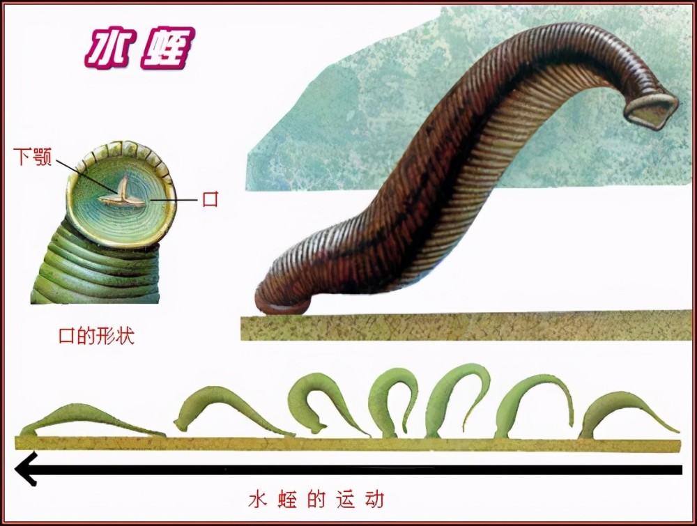 水蛭如果不小心被吃进肚子中它在人体内会长期存活吗