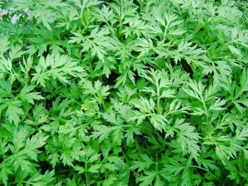 妙艾堂资讯:这款艾草驱蚊被火了!舒适还能驱蚊,以艾养生,整夜好眠!