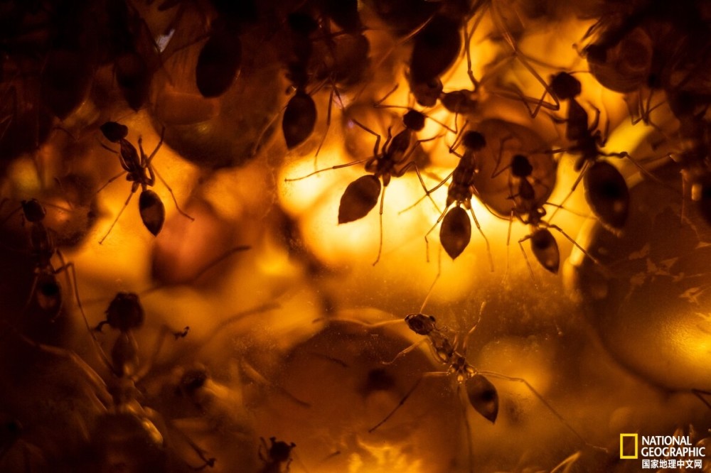 为啥有人热衷于养蚂蚁